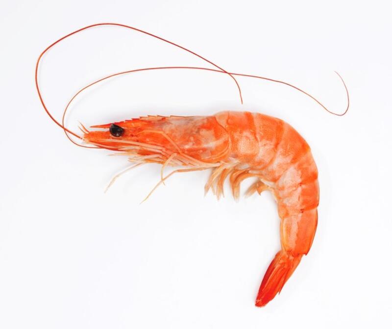 SHRIMP(HEAD ON)